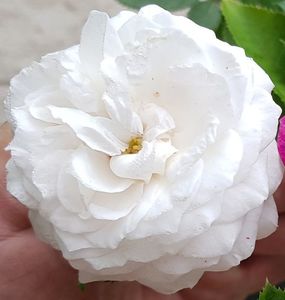 Boule de Neige.; Average rating: EXCELLENT
Bourbon, Hybrid Perpetual, Noisette. 
White, green shading.  Moderate fragrance. 
Glossy, dark green, dense foliage.  
Height of (120 to 300 cm).  Width of (90 to 120 cm).
