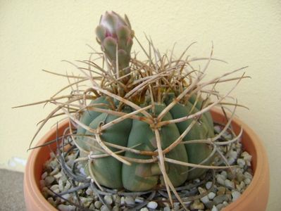 Gymnocalycium cardenasianum