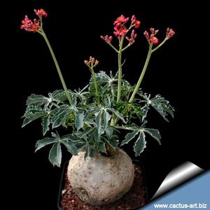 Achizitionata - Jatropha berlandieri (Buddha's Belly)