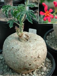 Achizitionata - Jatropha berlandieri (Buddha's Belly)