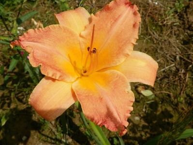 hemerocallis Senegal