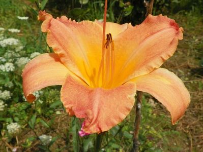 hemerocallis Senegal