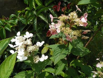 hydrangea paniculata Wim's Red