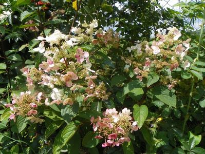 hydrangea paniculata Wim's Red