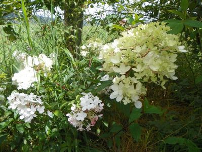 hydrangea paniculata Vanille Fraise