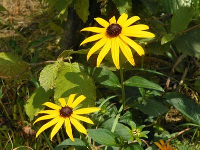 rudbeckia Goldsturm