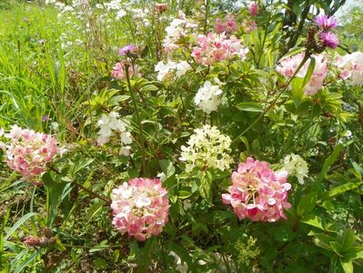 hydrangea paniculata Polar Bear