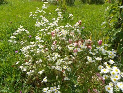 erigeron annuus