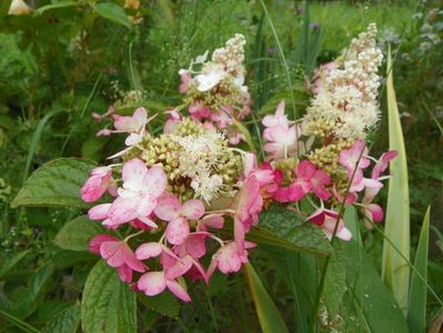 hydrangea paniculata Pinky Winky