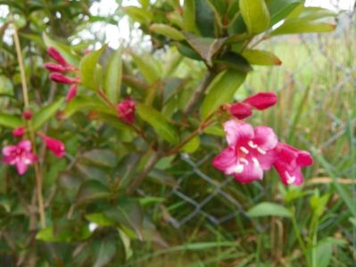 weigela Eva Rathke