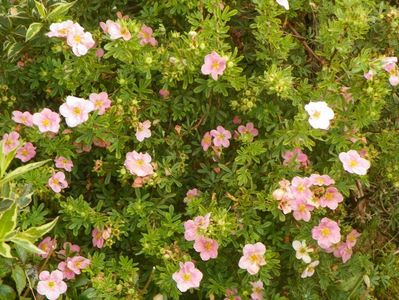 potentilla fruticosa Princess