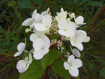 hydrangea paniculata Diamond Rouge