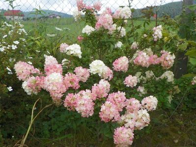 hydrangea paniculata Sundae Fraise