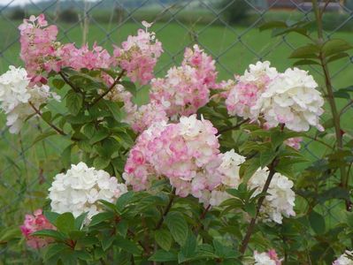 hydrangea paniculata Sundae Fraise