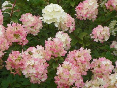 hydrangea paniculata Sundae Fraise