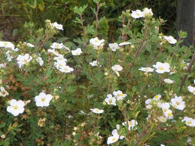 potentilla fruticosa Abbotswood