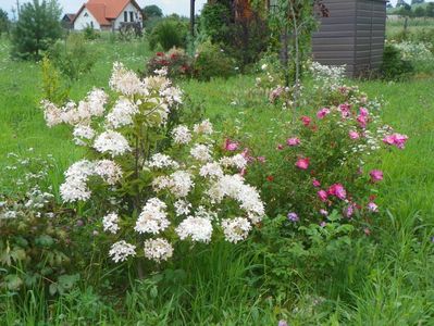 hydrangea paniculata Phantom si Magic Meillandecor