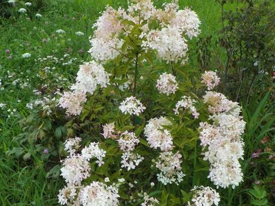 hydrangea paniculata Phantom