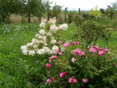 hydrangea paniculata Phantom si Magic Meillandecor