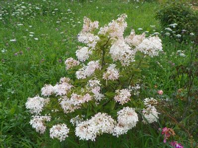 hydrangea paniculata Phantom