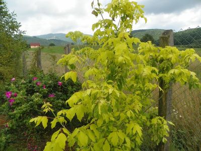 acer negundum Kelly's Gold