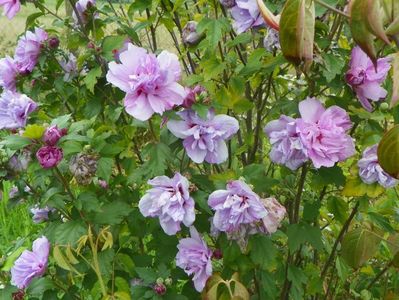 hibiscus syriacus Ardens