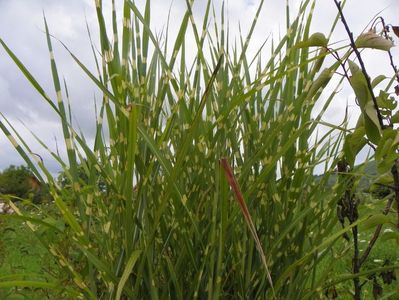 miscanthus Zebrinus