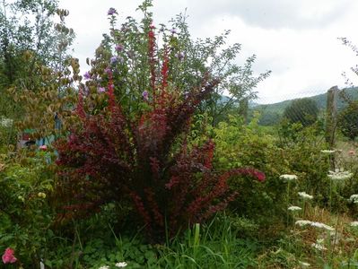 berberis Orange Rocket