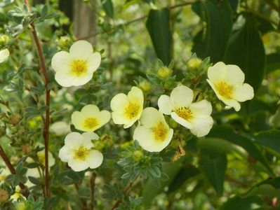 potentilla fruticosa Primrose