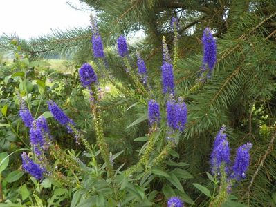 veronica spicata