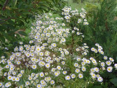 erigeron annuus