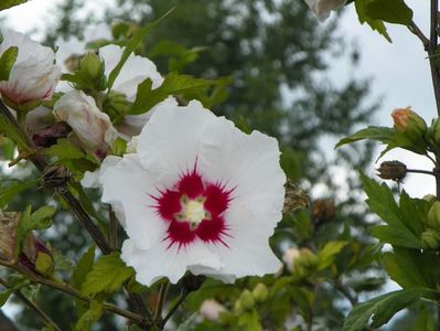 hibiscus syriacus