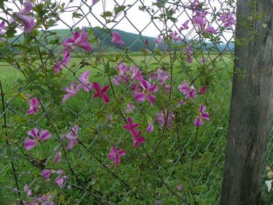 clematis Krakowiak