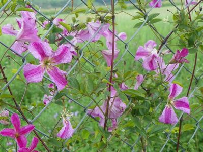 clematis Krakowiak