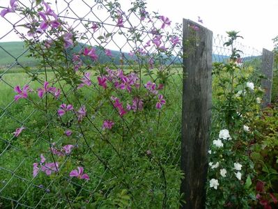 clematis Krakowiak