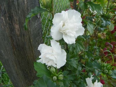 hibiscus syriacus Jeanne d'Arc