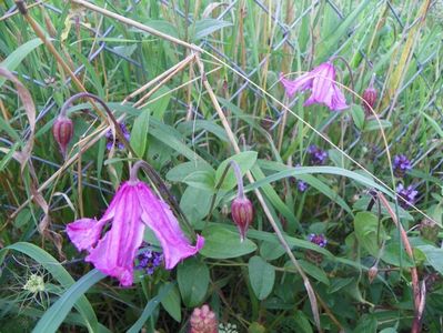 clematis Heather Hershell