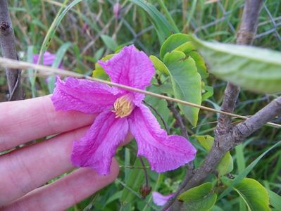 clematis Heather Hershell