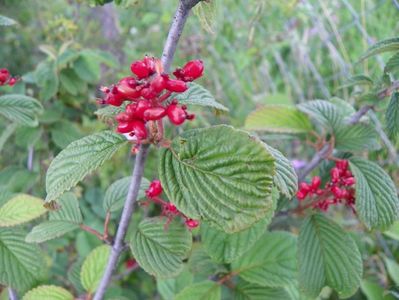 viburnum Watanabe