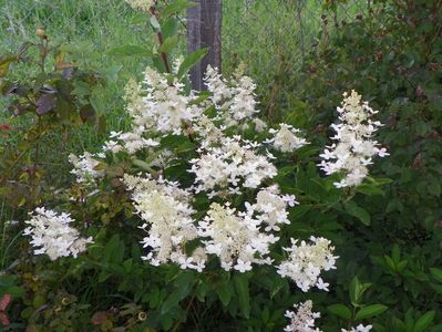 hydrangea paniculata Grandiflora