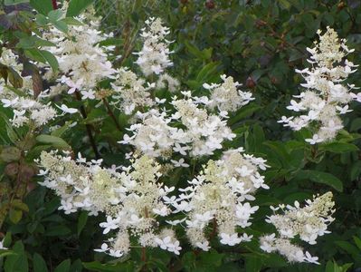 hydrangea paniculata Grandiflora