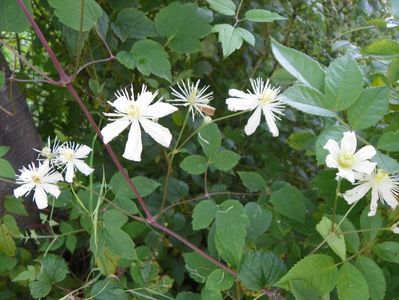 Clematis Summer Snow