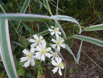 Clematis Summer Snow