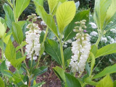 clethra alnifolia