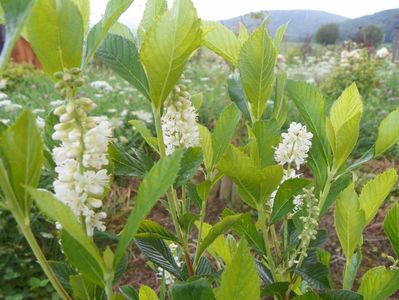 clethra alnifolia