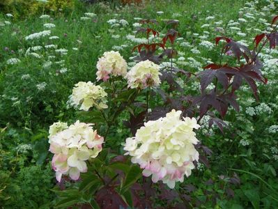 hydrangea paniculata Fraise Melba