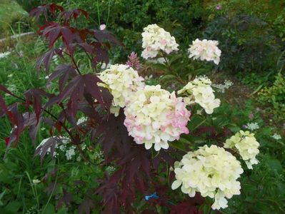 hydrangea paniculata Fraise Melba