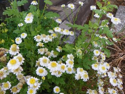 tanacetum parthenium