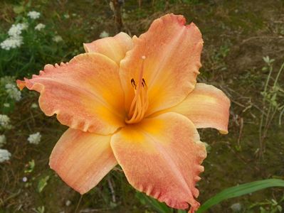 hemerocallis Senegal