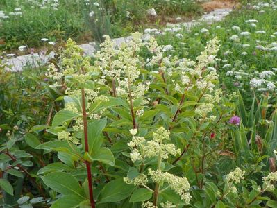 hydrangea paniculata Interhydia